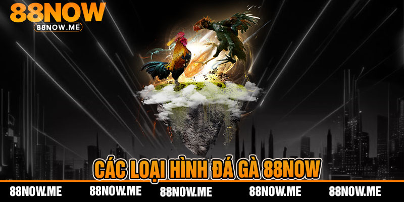 Các loại hình đá gà 88now