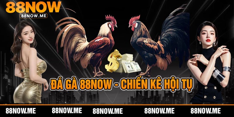Đá Gà 88now - Chiến Kê Hội Tụ
