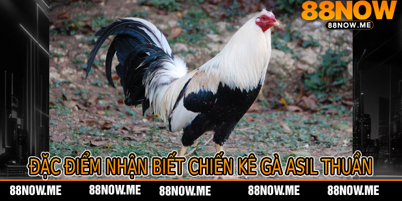 Đặc Điểm Nhận Biết Chiến Kê Gà Asil Thuần