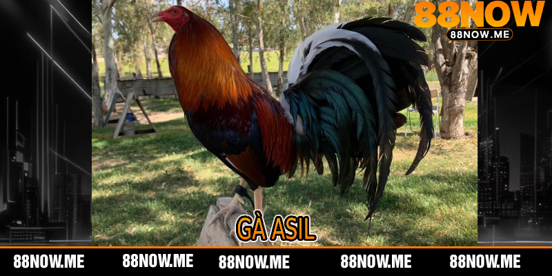 Gà Asil