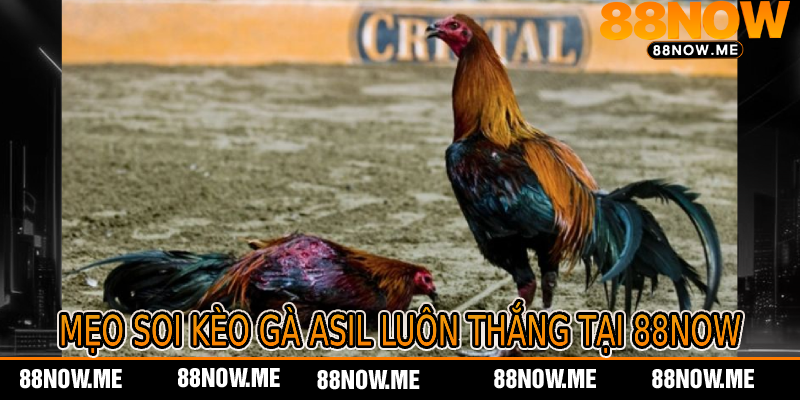 Mẹo Soi Kèo Gà Asil Luôn Thắng Tại 88now