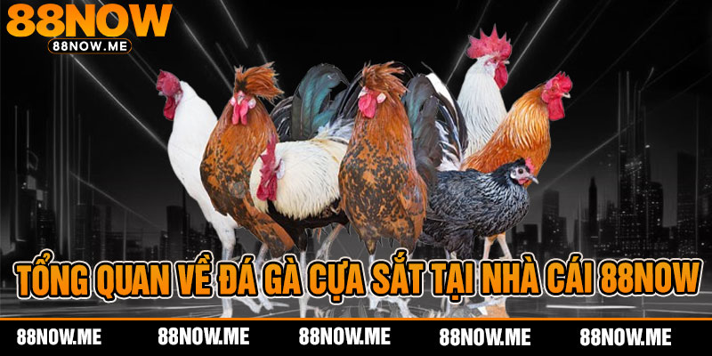 Tổng quan về đá gà cựa sắt tại nhà cái 88now