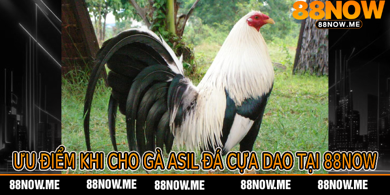 Ưu Điểm Khi Cho Gà Asil Đá Cựa Dao Tại 88now