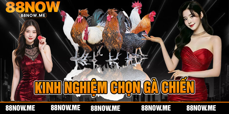 kinh nghiệm chọn gà chiến