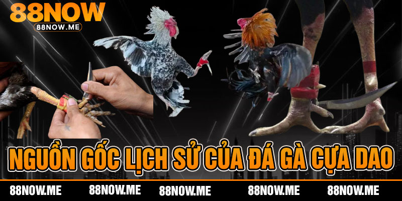 nguồn gốc lịch sử của đá gà cựa dao